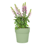 vibia straight 30cm pistache green